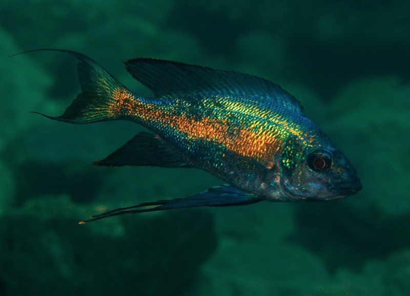 Cyathopharynx sp. 'green flush' Cape Caramba
